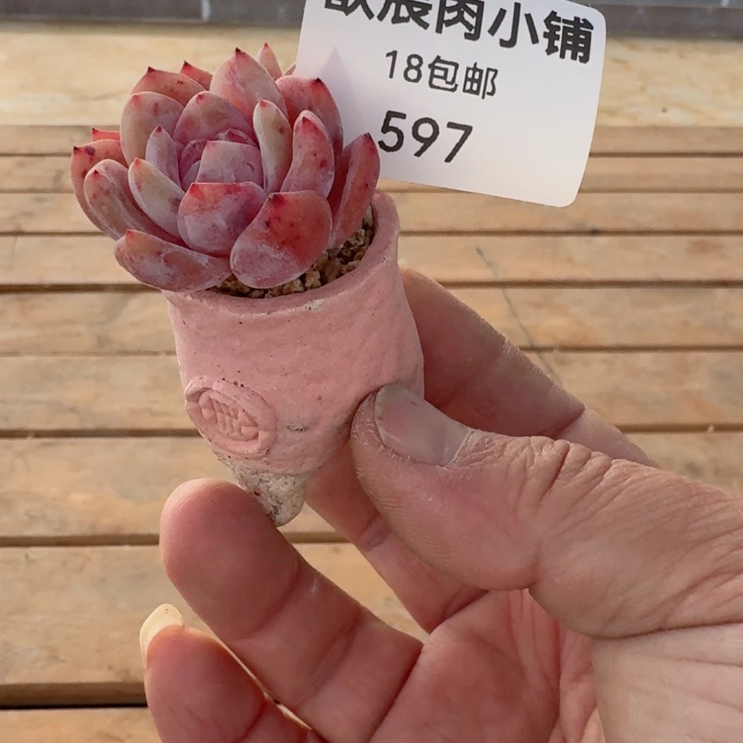 城**柜多肉植物雪天使带盆597