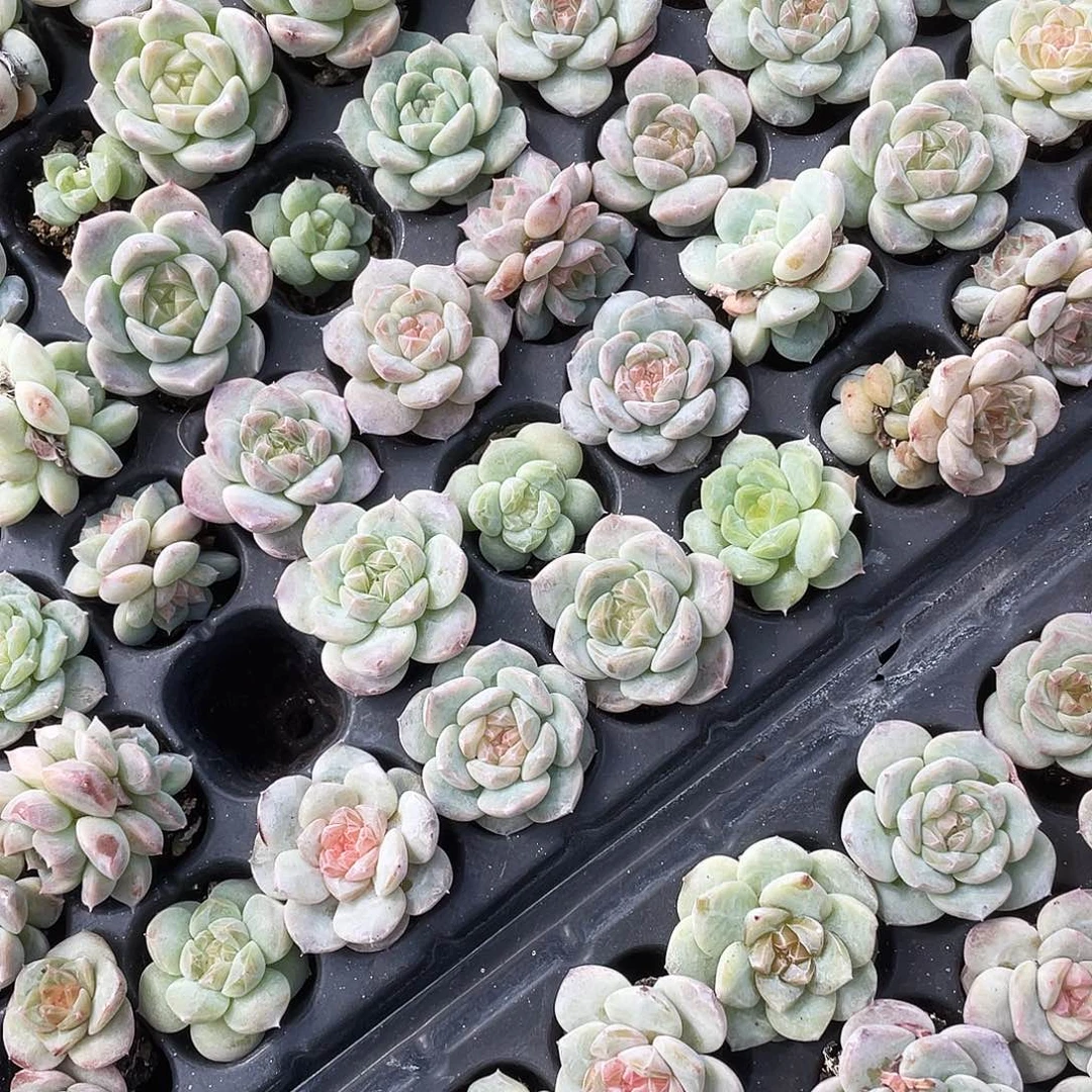 糖心中苗穴一个满25包邮