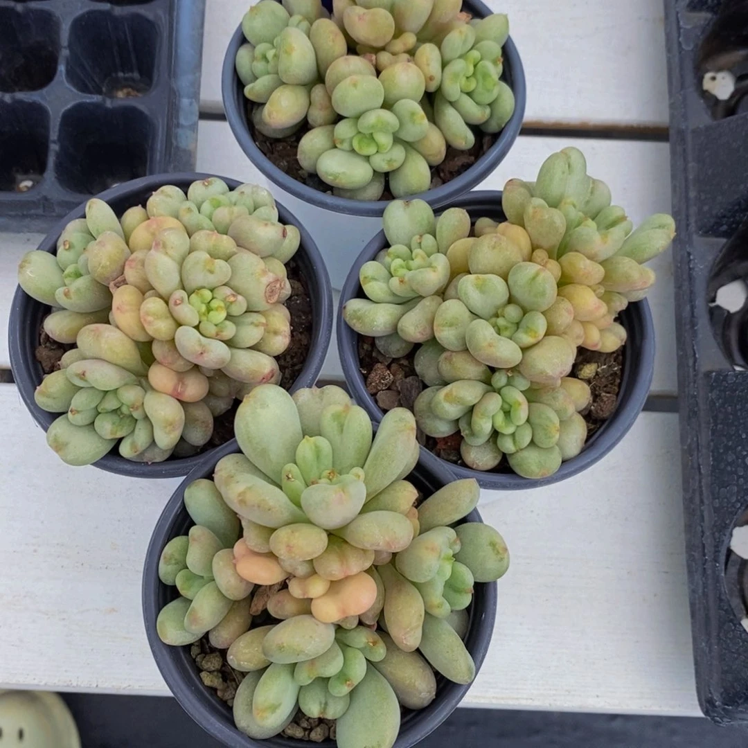 88-精品母本比尔盖茨多头群一个