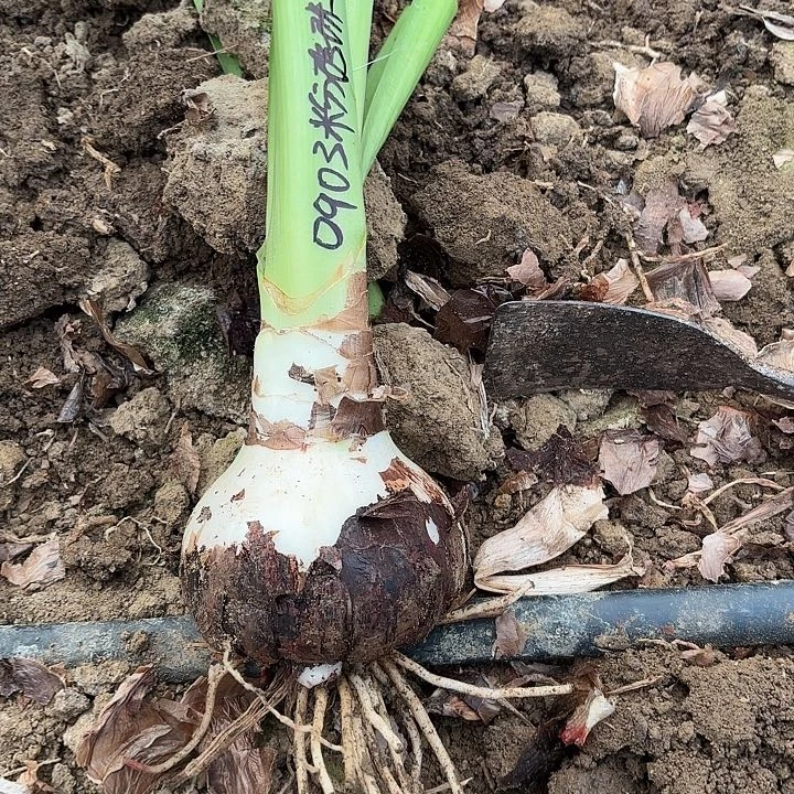 梦*?粉珍珠9左右带土0903