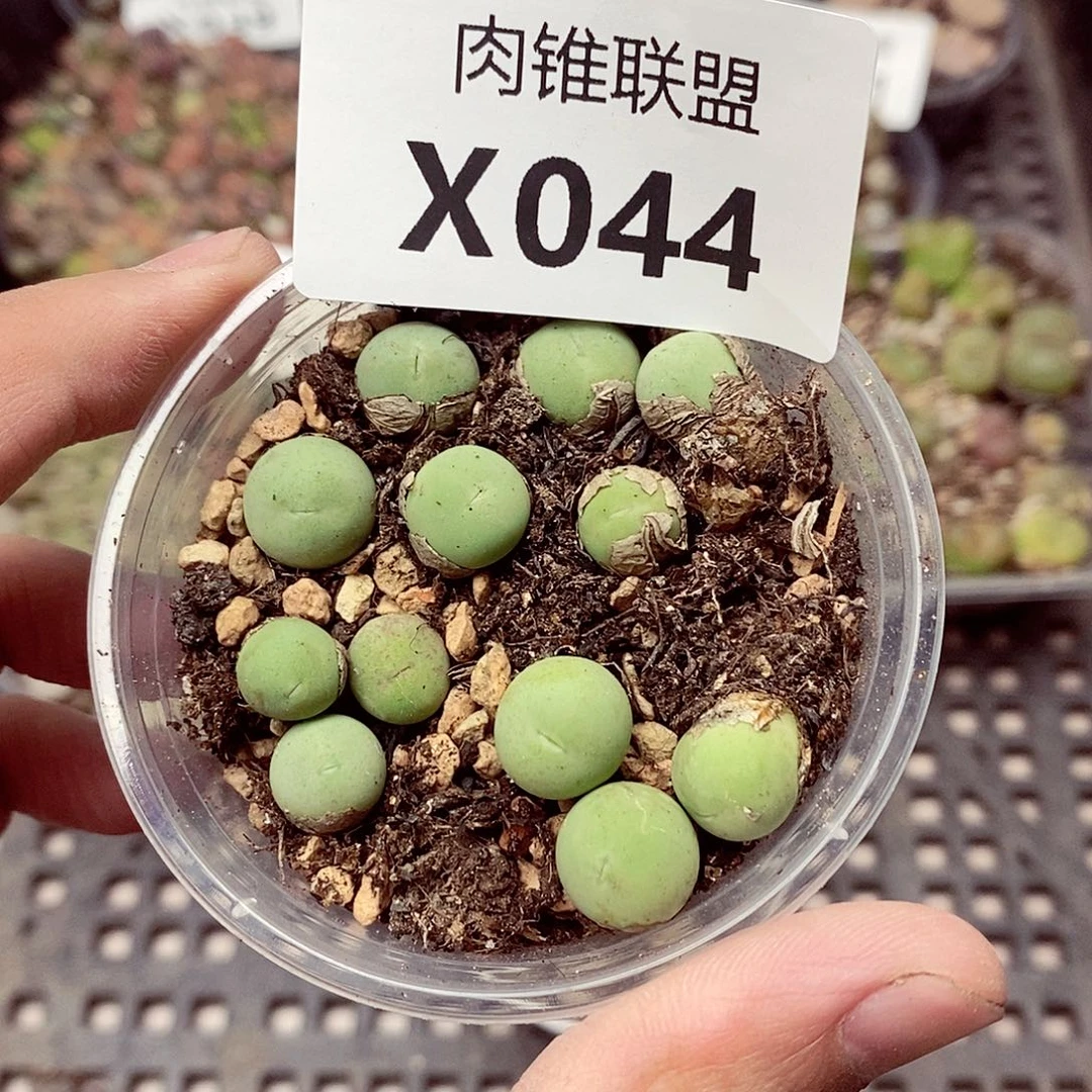 44呃呃呃呃呃呃呃呃呃呃呃呃