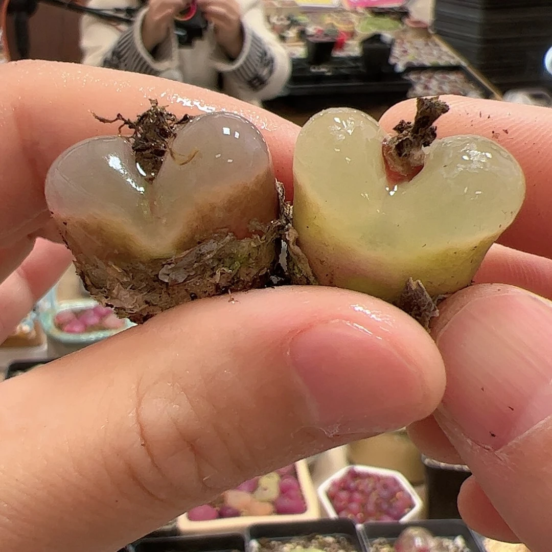 【闪购商品】87 透窗