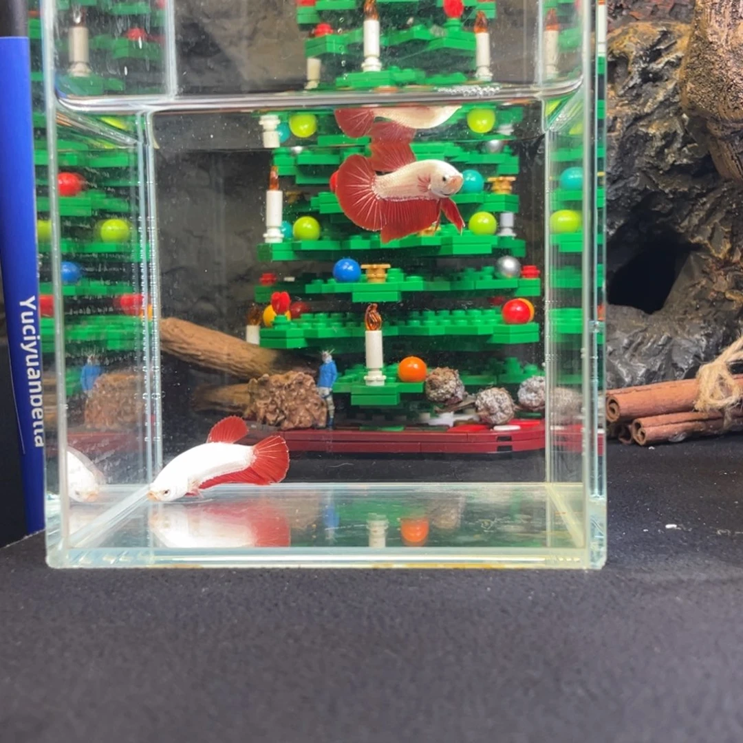 斗鱼鱼次元一月四日竞价