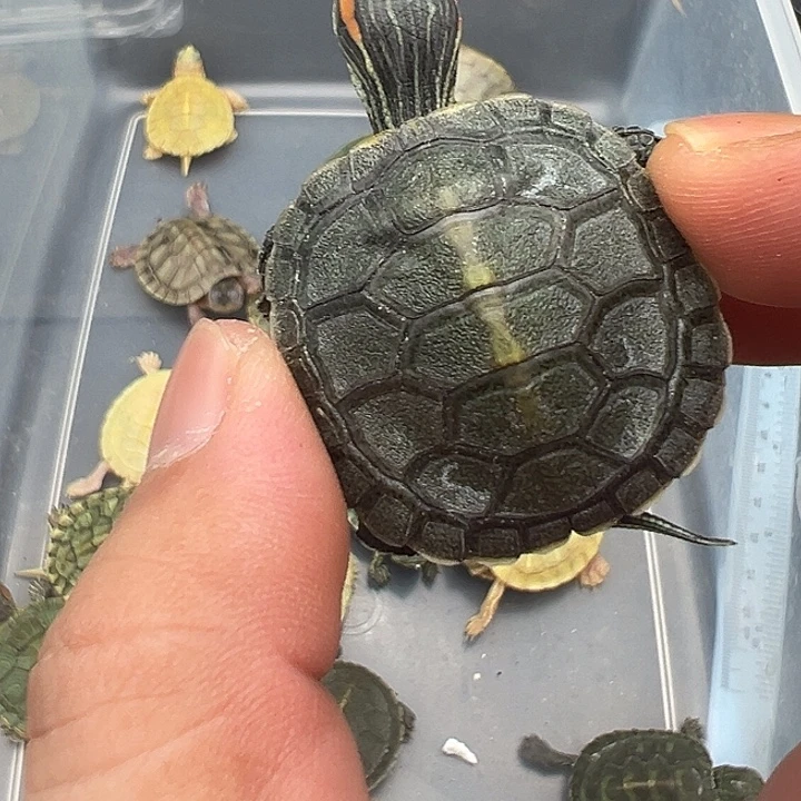 绿毛龟母青花11111