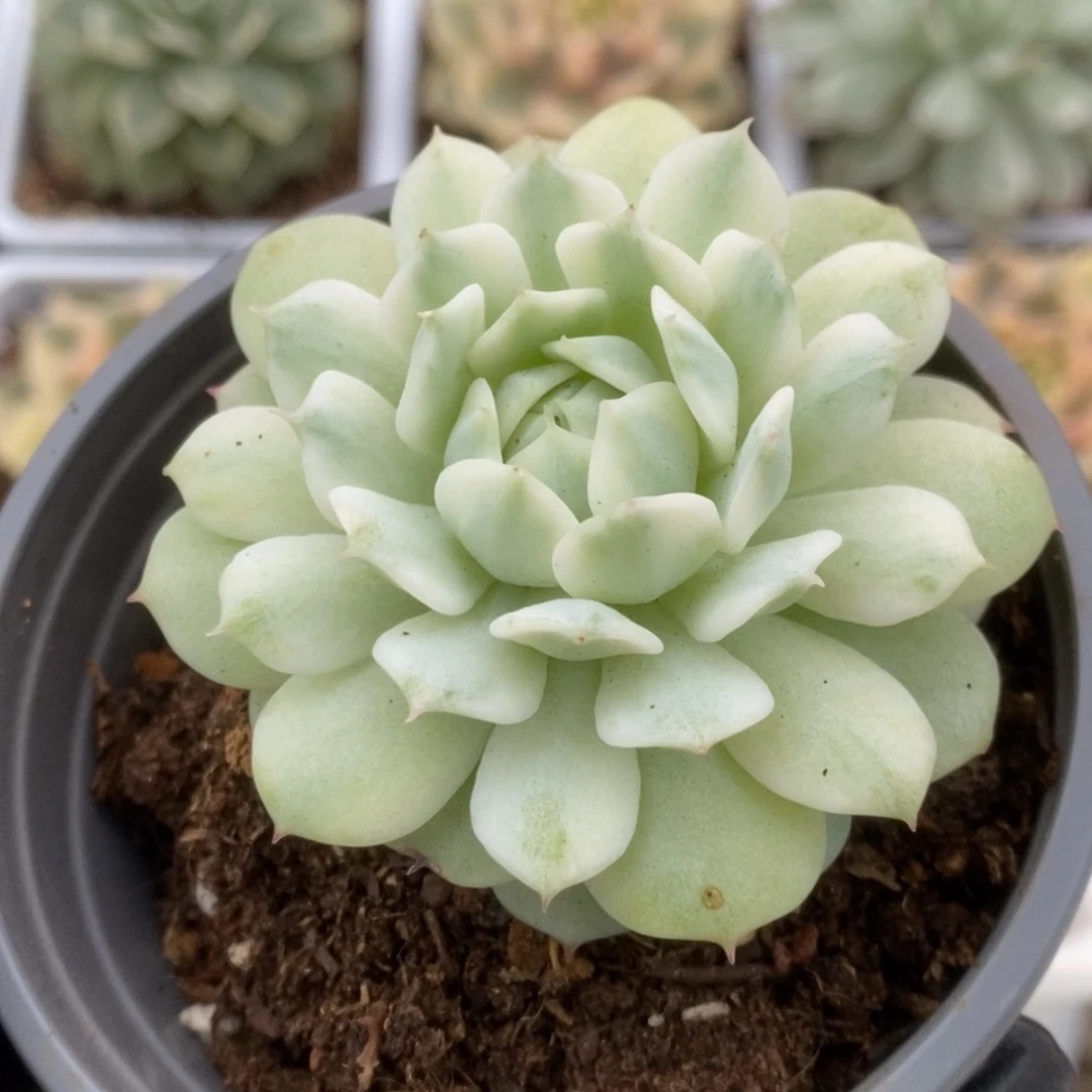 031静夜锦锦锦锦锦锦