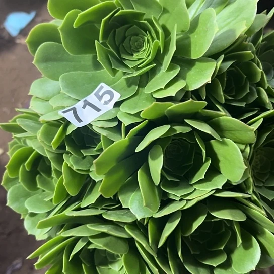 青*多肉植物一个