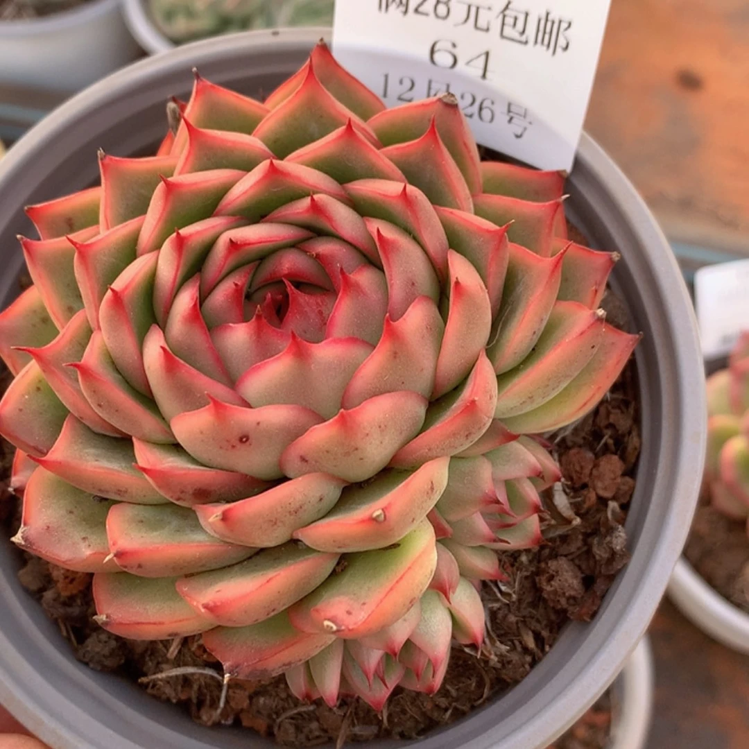 【闪购商品】云64号桃媛8厘米