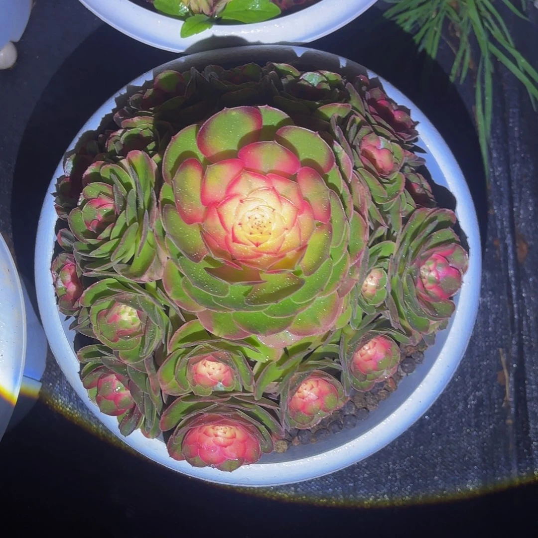 六****荔枝多肉植物一颗
