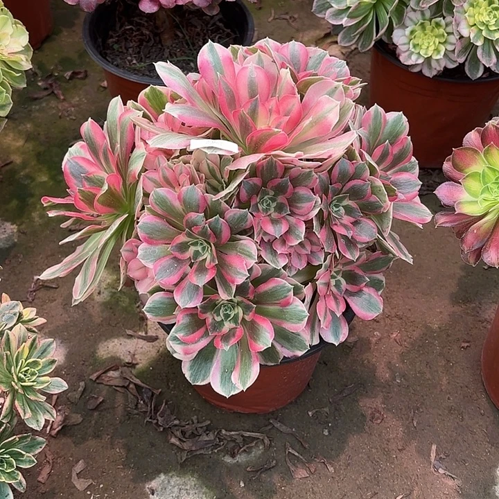 多肉植物女巫00846