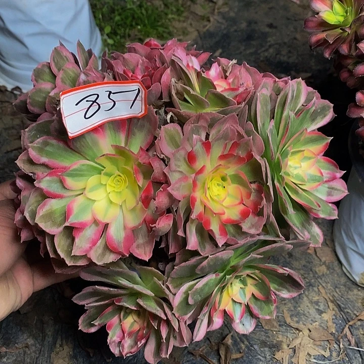 玉芙蓉老桩法师851号