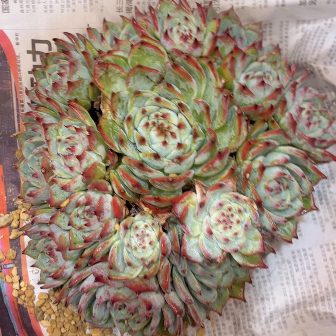 无花朵落**?友家多肉一物一拍