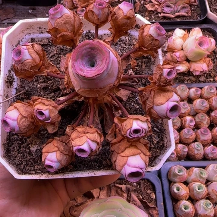 山地玫瑰捧花10厘米左右