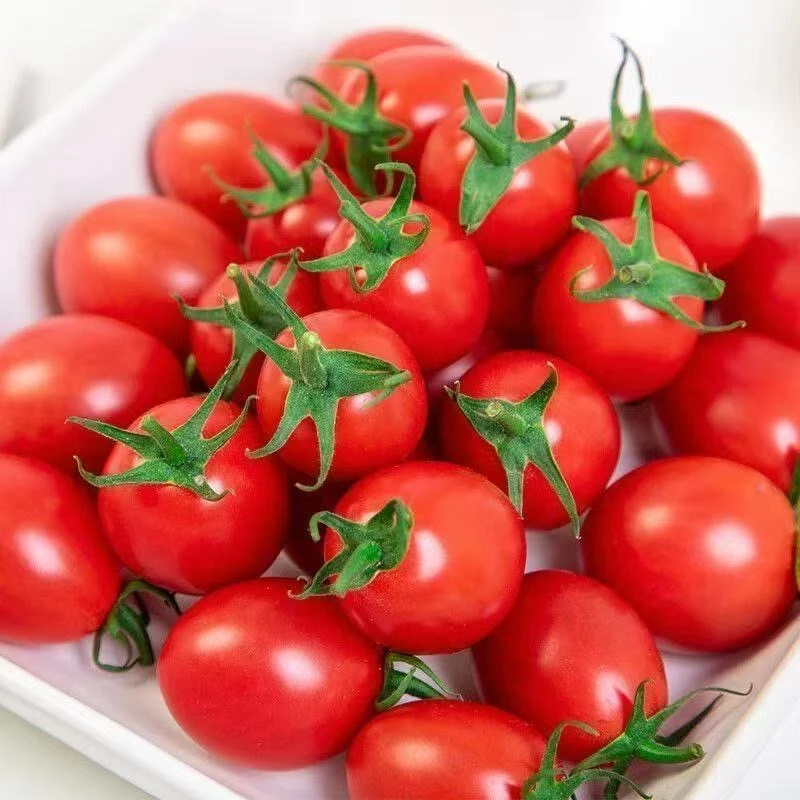 新鲜直发农家小番茄西红柿现摘现发