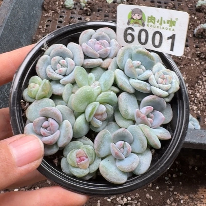 多肉植物多肉植物