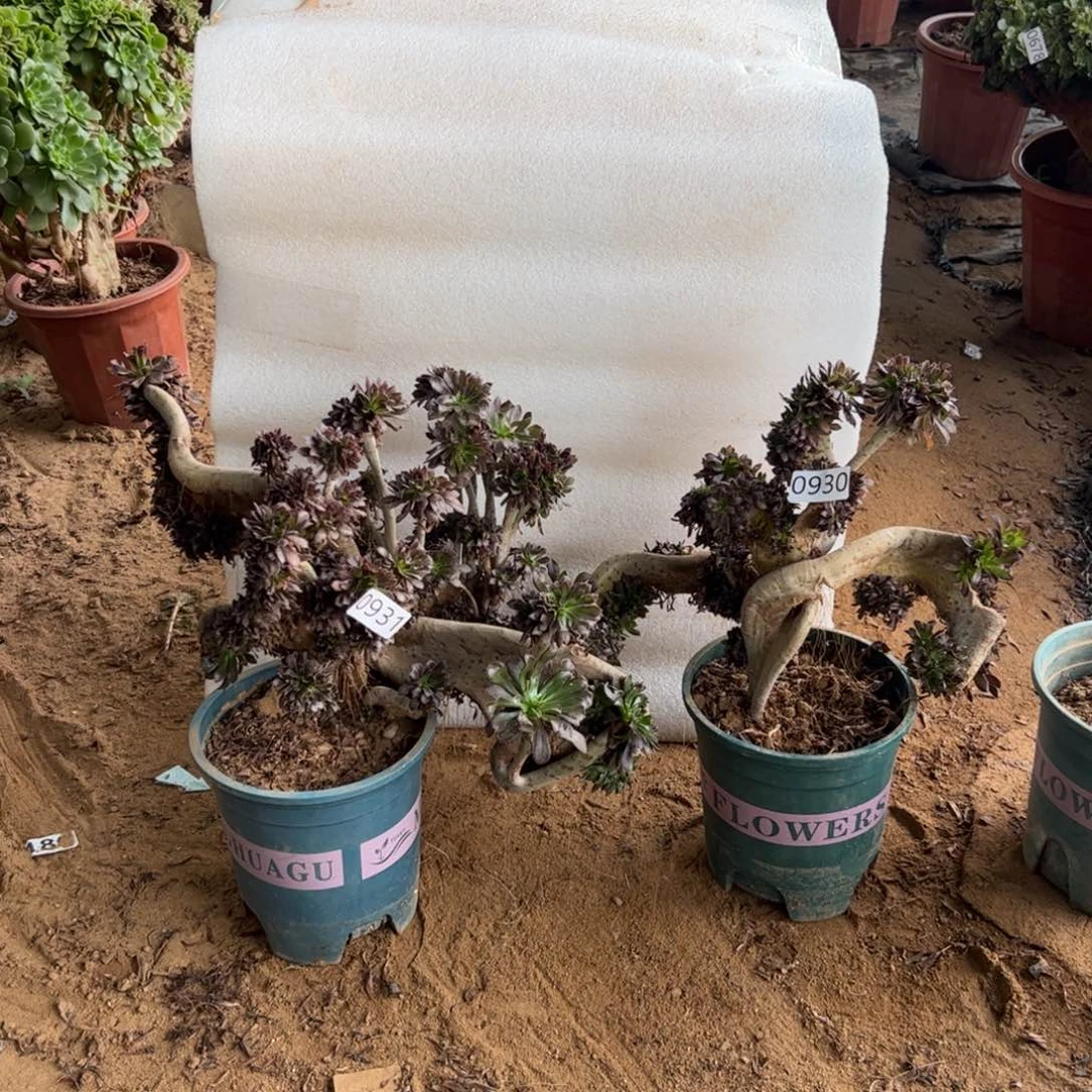 伤多两颗妖翅膀930.931