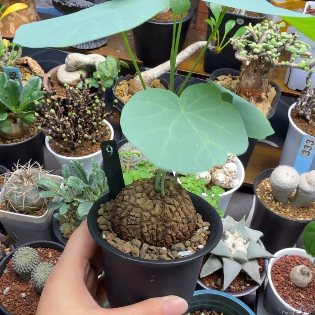 龙甲龟9仙人掌球球