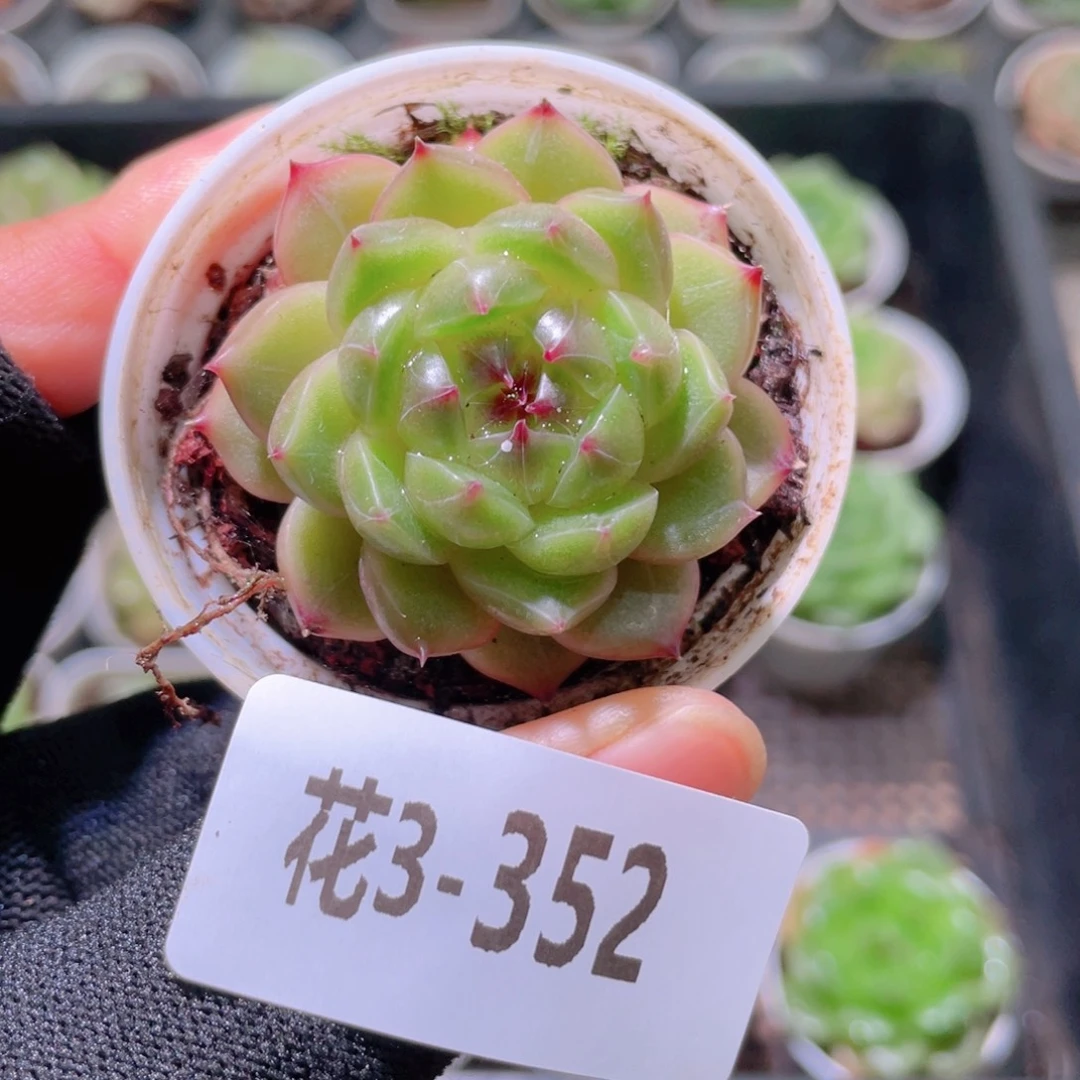 遥***雪花利美3-352珍妮