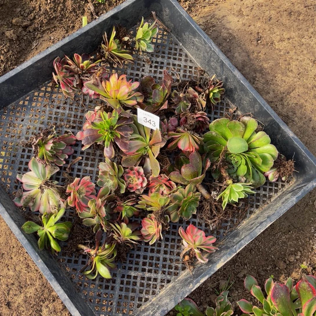 343框拍无售后法师锦多肉组合