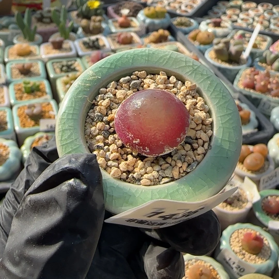 1436--一物一拍 带盆