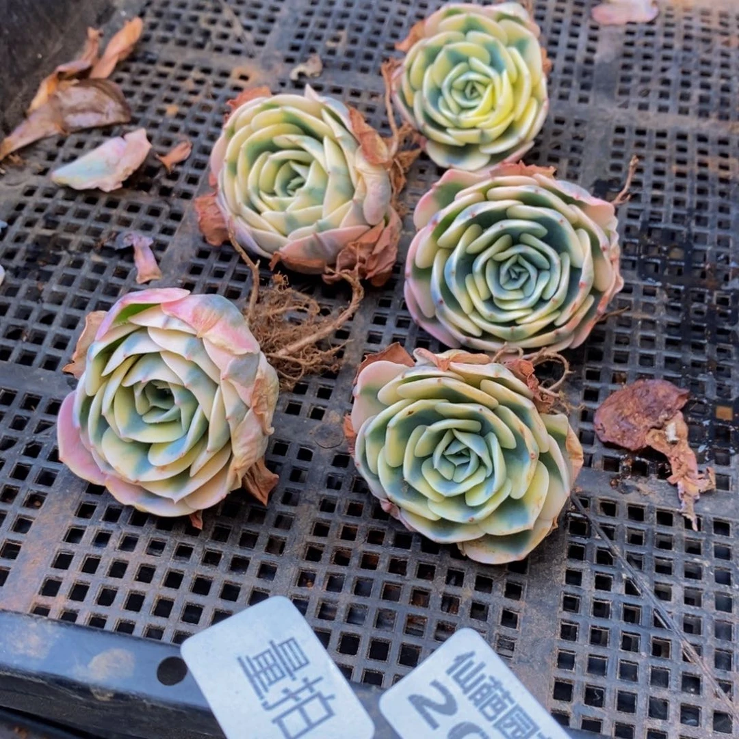 207多肉植物保护研究所所量拍一颗