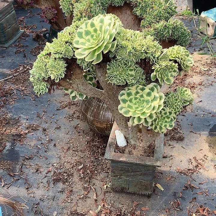 迈巴赫朵朵脱土不带盆啊