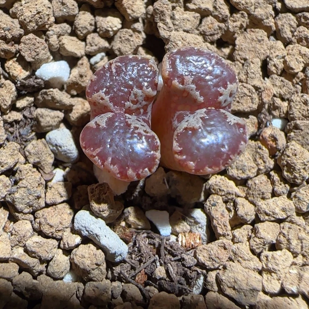 肉锥多肉植物组合-3km勋章901