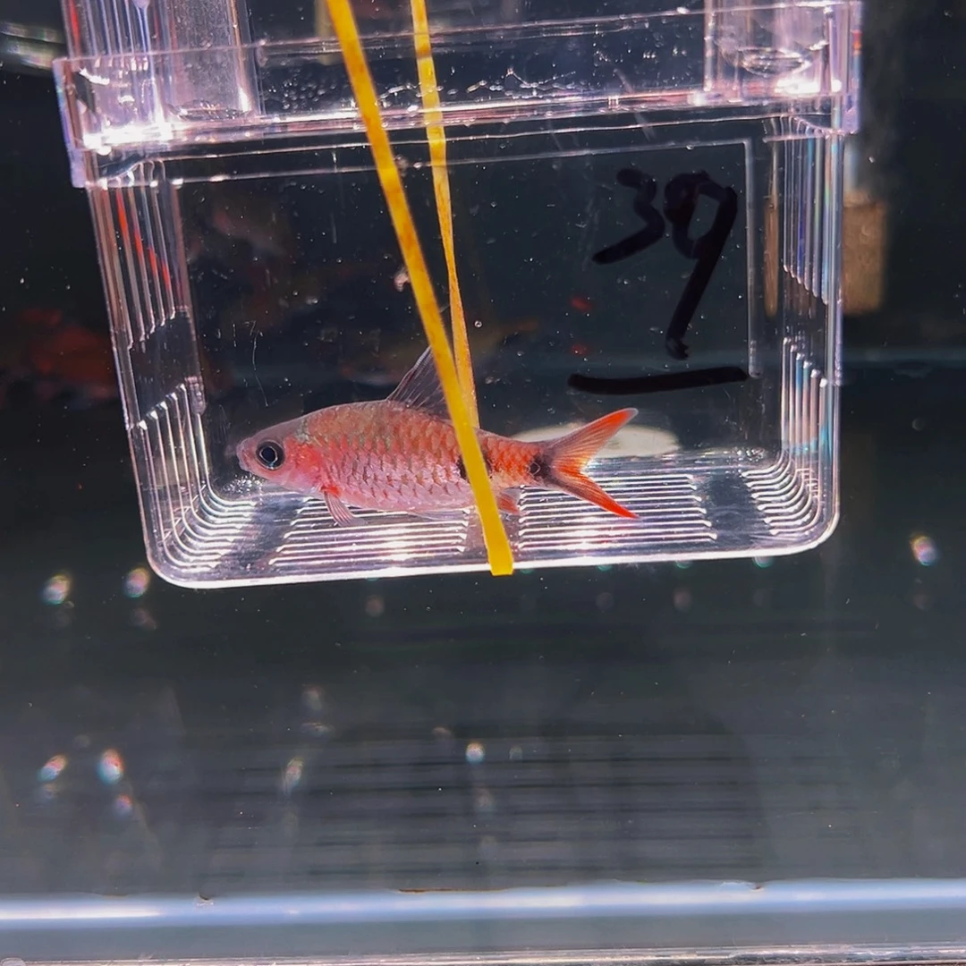 工具鱼克里短鱼鱼鱼鱼39