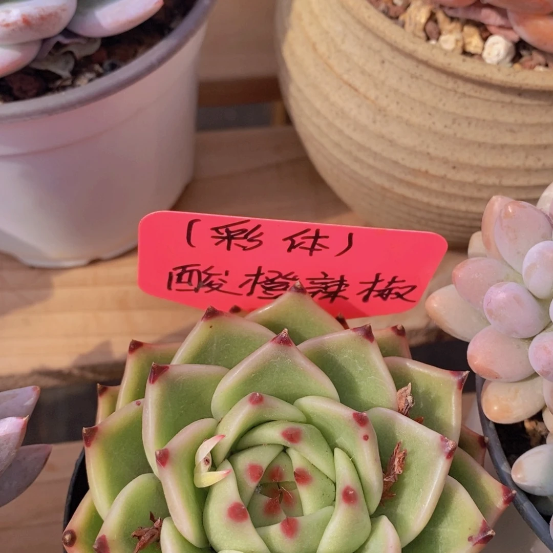 开心多肉，一物一拍，3单包邮