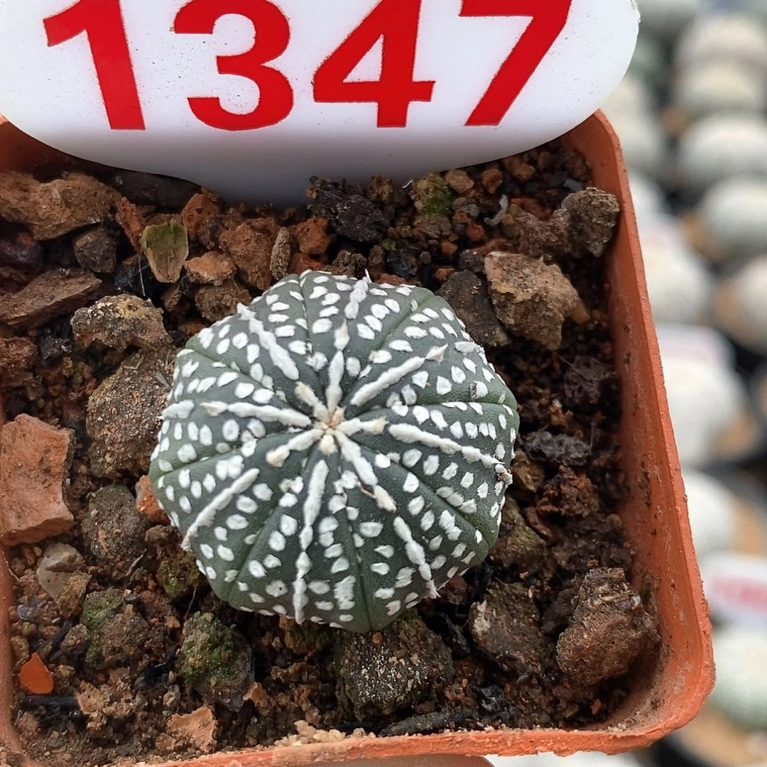 1347奇迹兜福利来啦