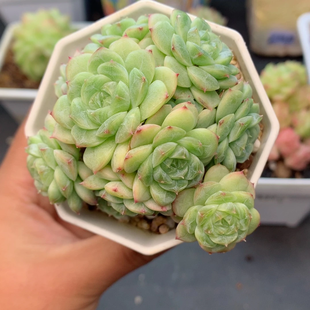 58包邮  群生不包整12