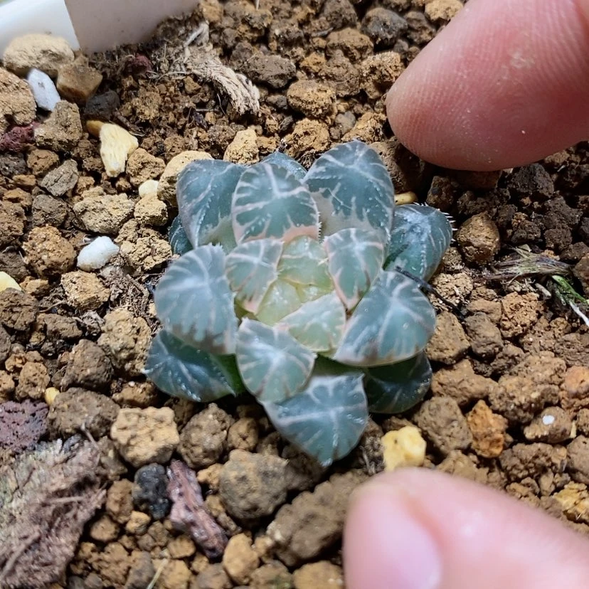 【闪购商品】23龙爪