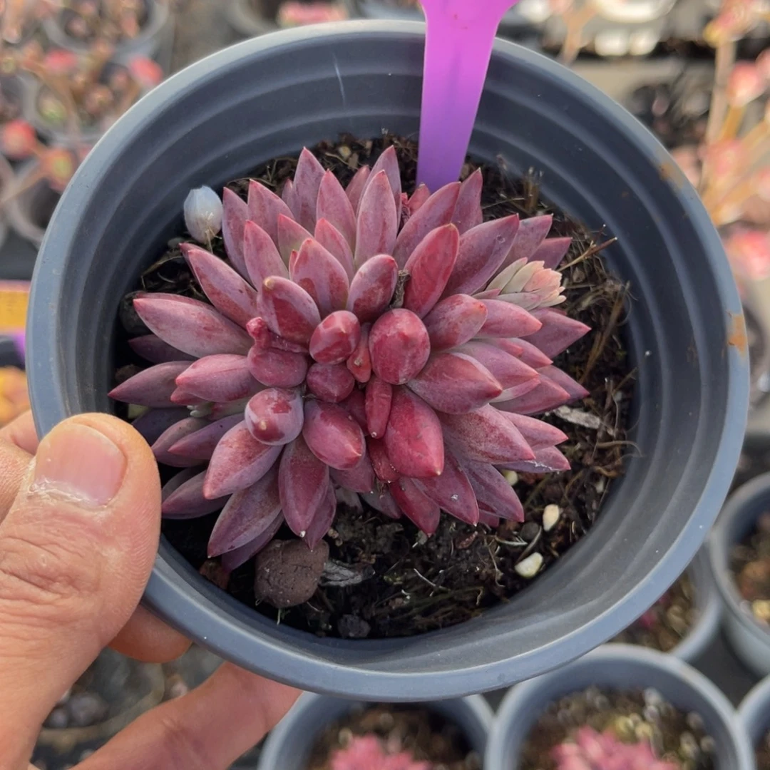 云尘多肉一物一拍215