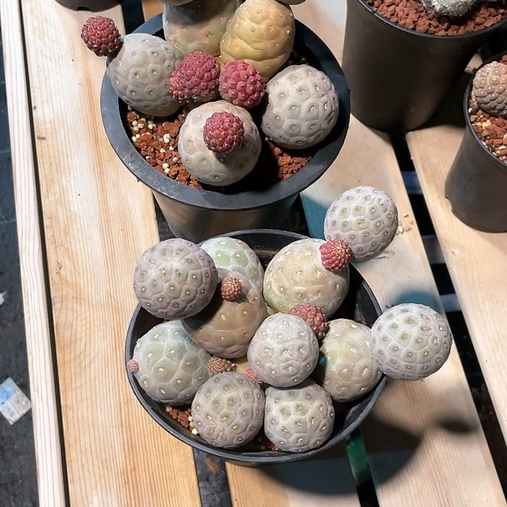 ?****莲仙人球21头习志野