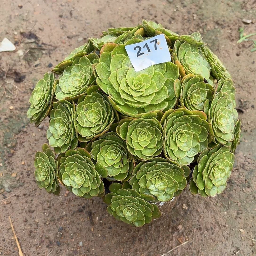 憨***豆万圣节断枝不包217