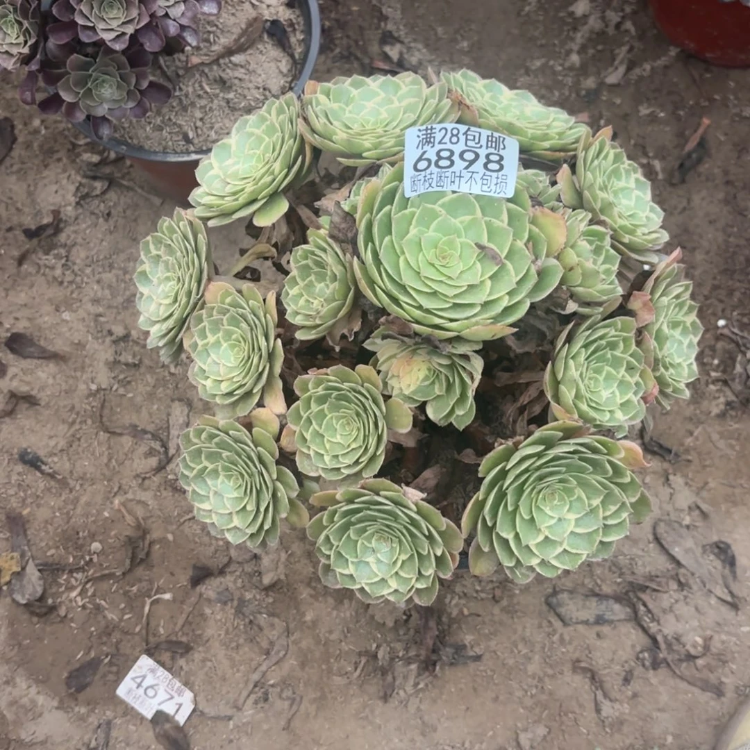 M. 6898莲花座多肉,cade