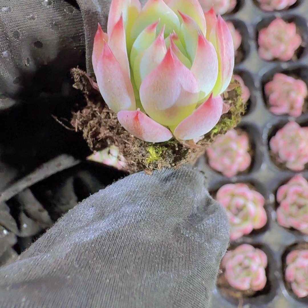 精品吉娃娃两颗一组