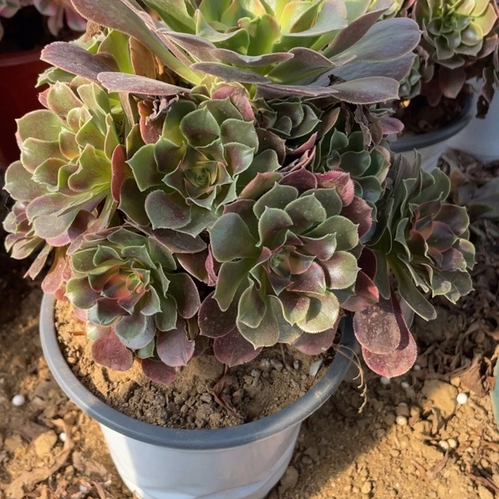 无花朵082多肉植物香妃