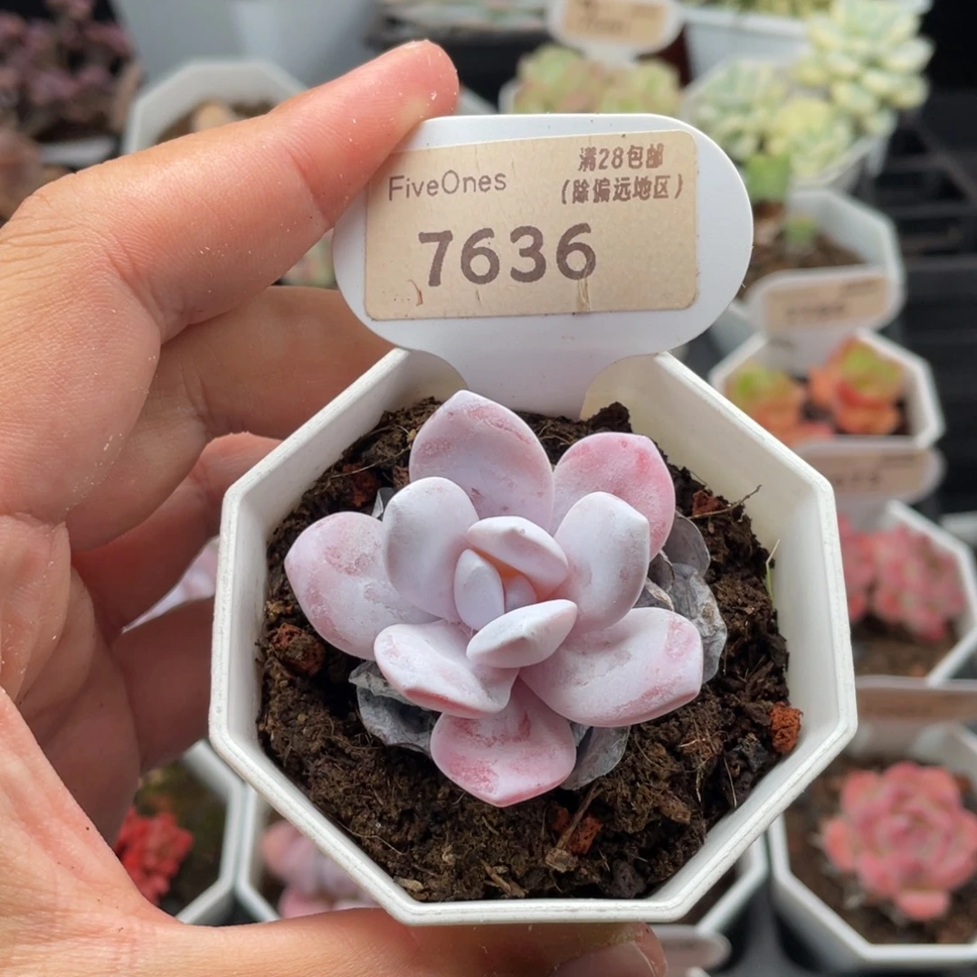 雪莲7636-4.5厘米