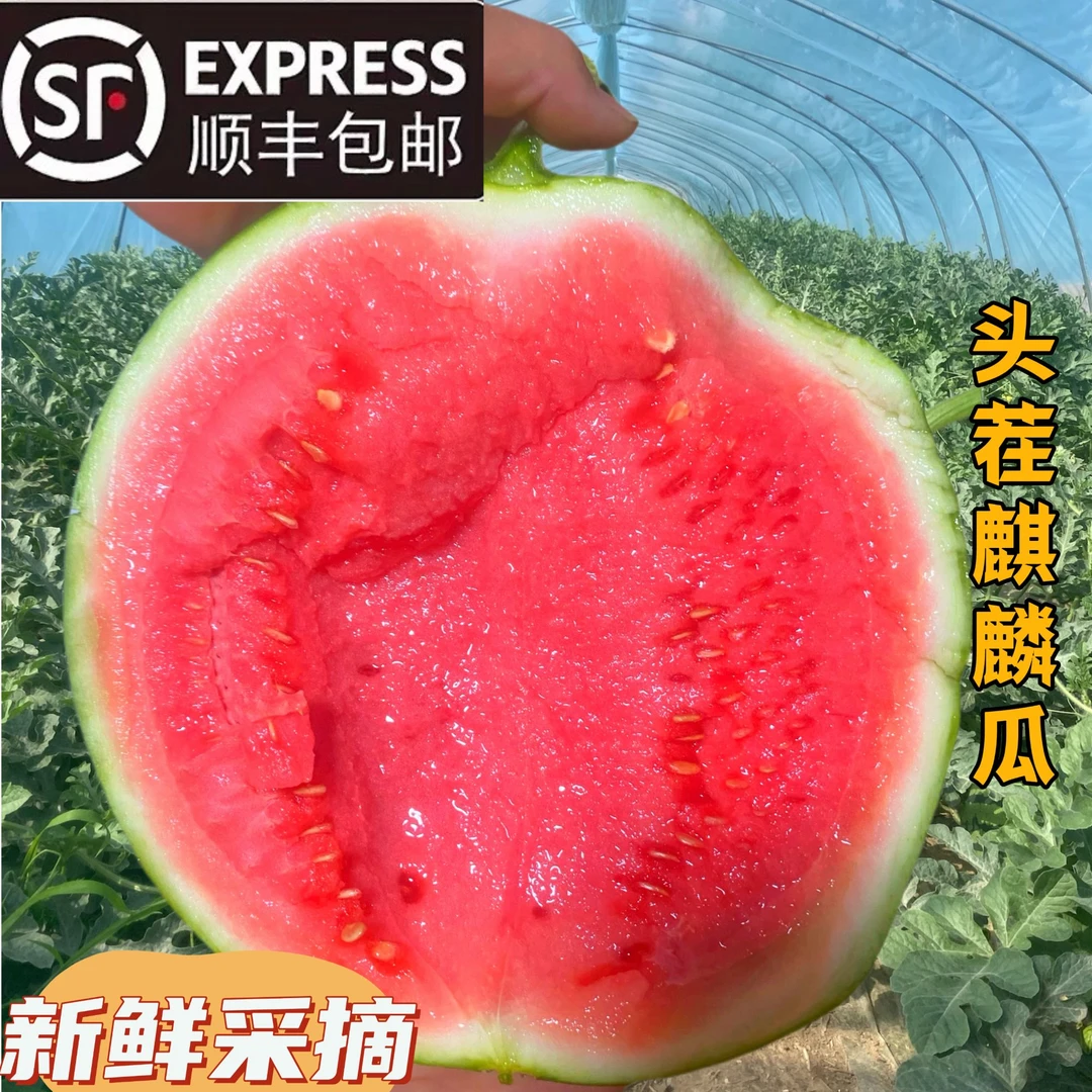 【顺丰包邮】头茬精品麒麟瓜新鲜原产地直发现摘农家自种植生鲜西瓜