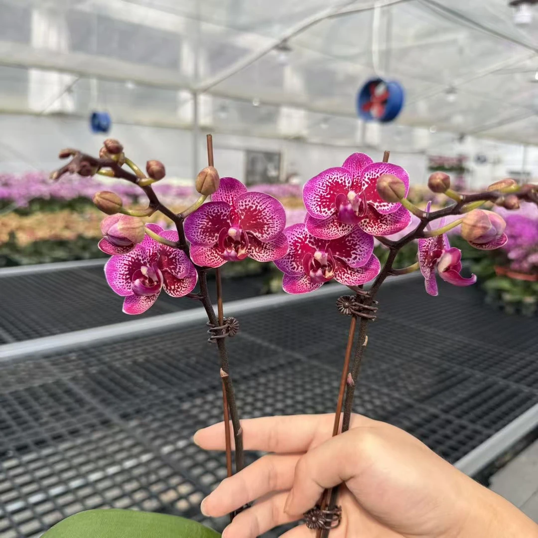 【小孔雀】蝴蝶兰精品花卉 丝绒质感 带花带花苞  耐开耐养 3.8寸