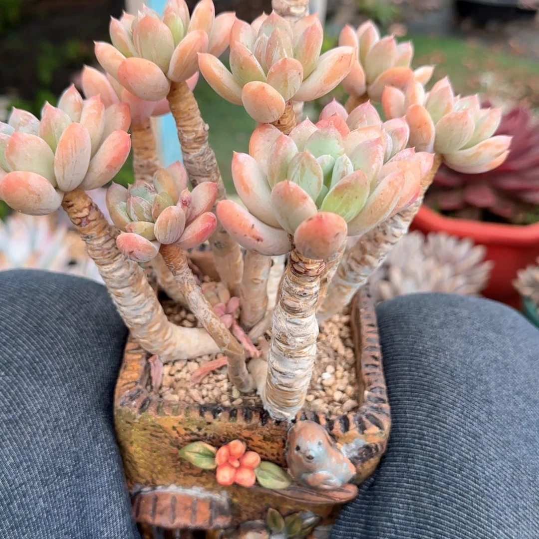 多肉植物多肉植物