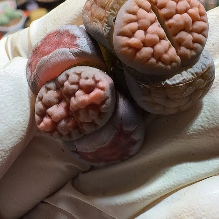 生石花1111111。  296