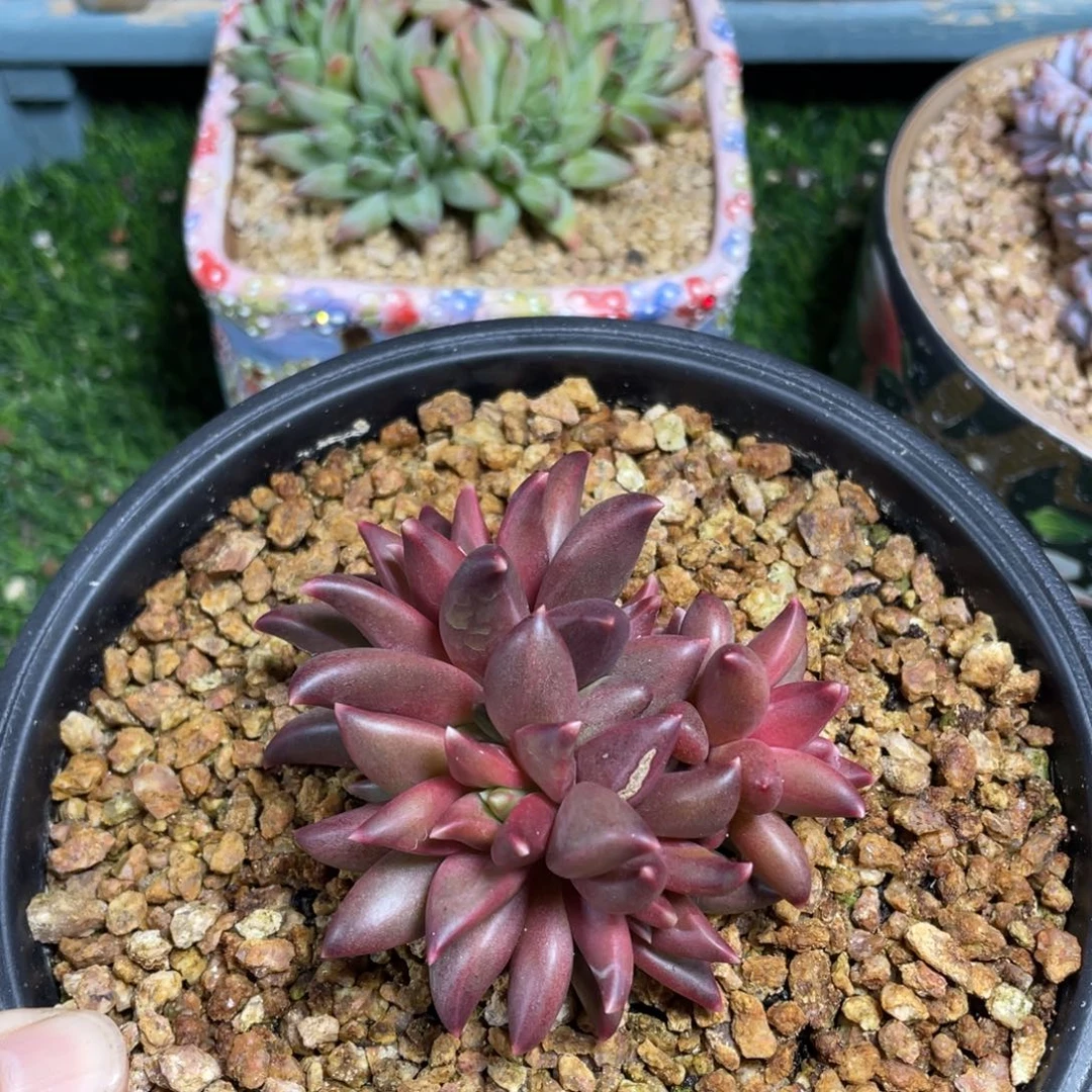 莉莉丝美人多肉植物