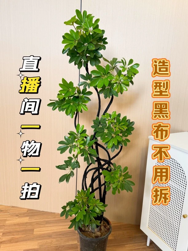 造型鸭脚木室内盆栽鸭掌木净化空气办公室客厅四季常青大型绿植物