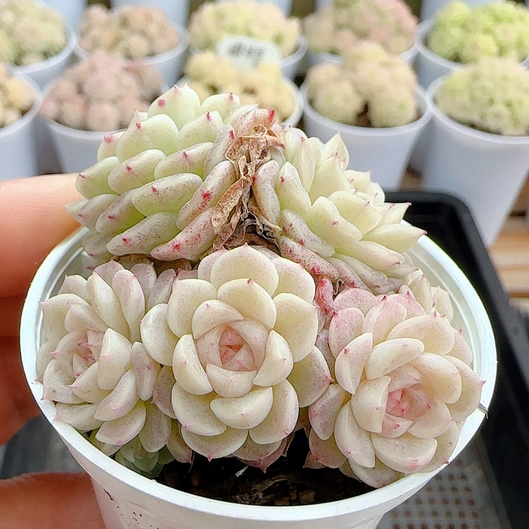 1225-84（xx-58）优选