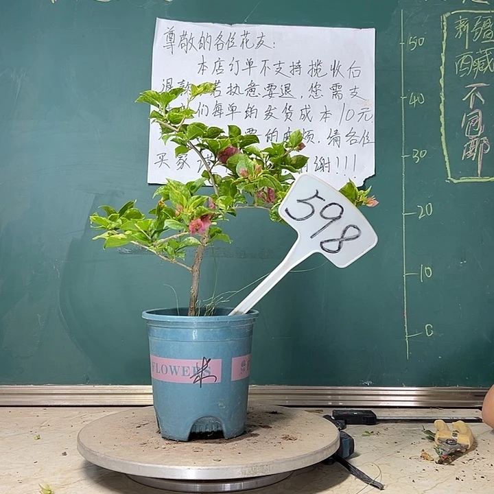 当前无花栽培后可以开花  斑叶米罗  598