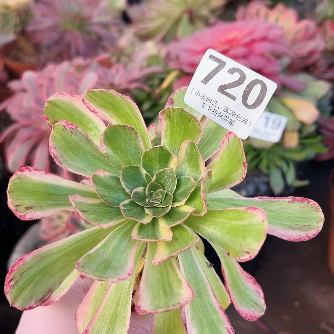 多肉植物720多肉植物