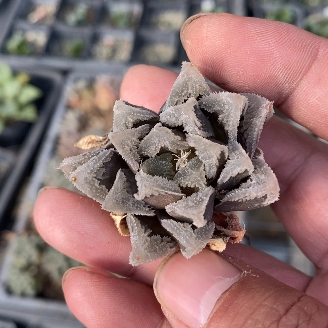 2918 一颗超大白帝城 挑大的发货 超级福利
