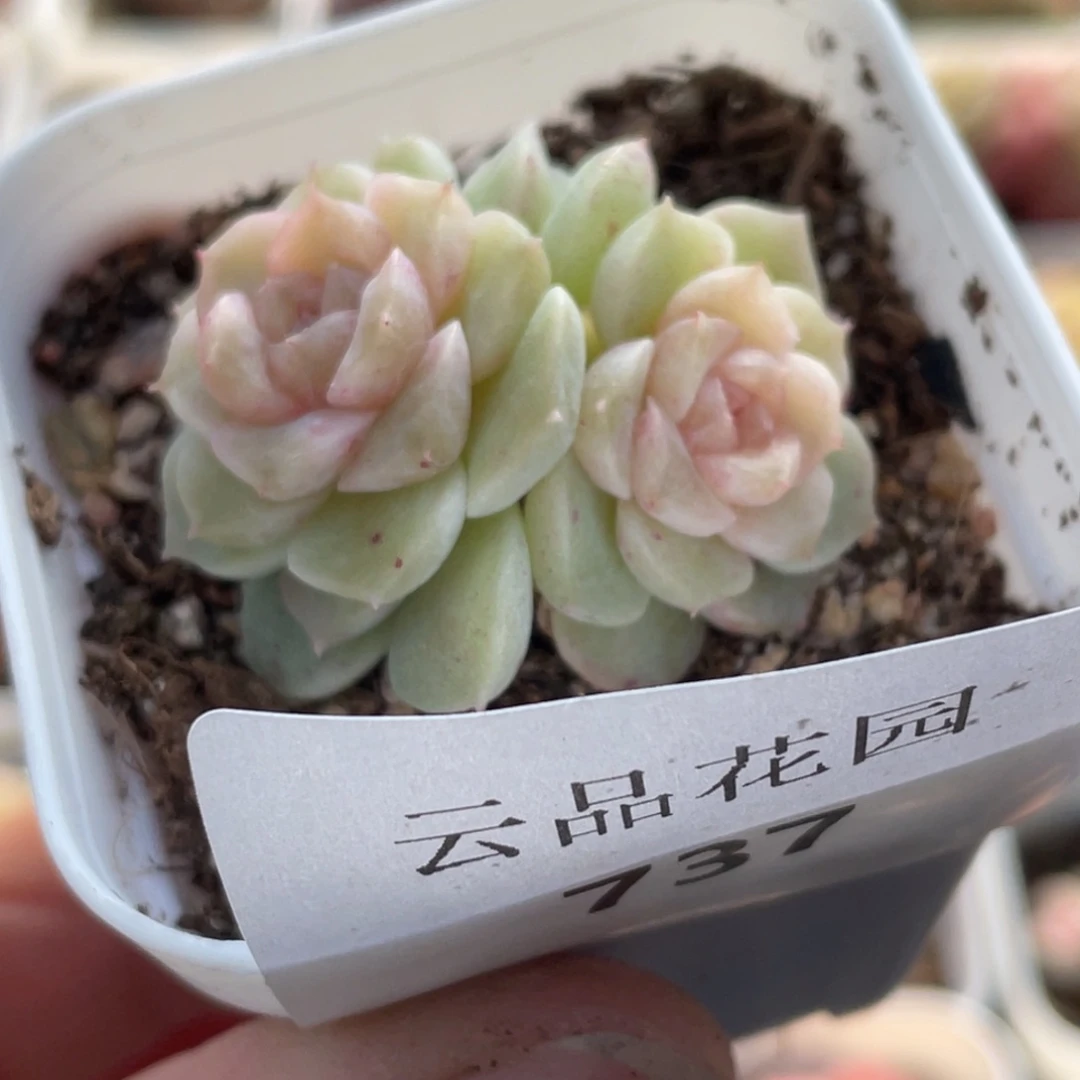 737号糖心冰心珍妮