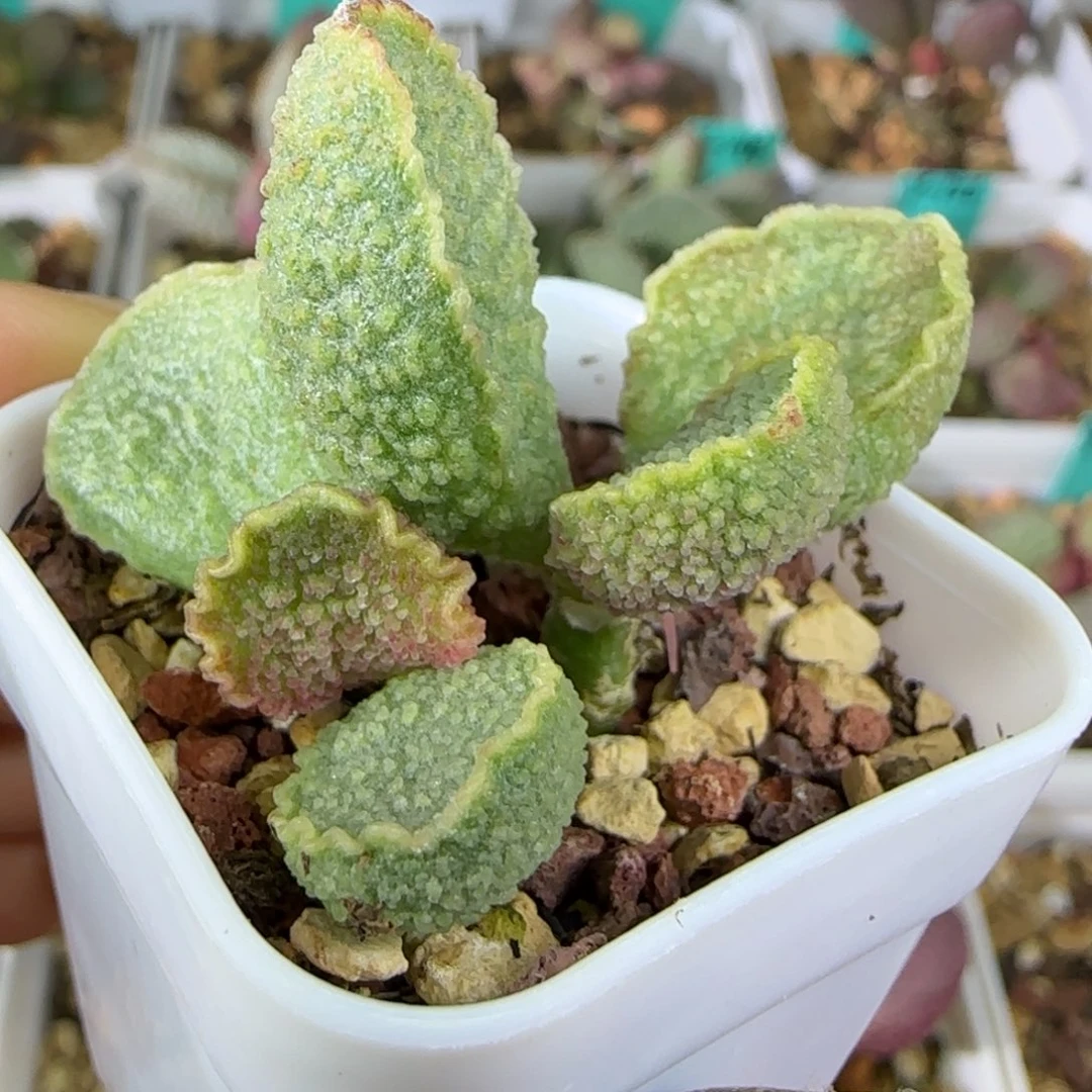 大尤绿皮双头桩子，四方盆发